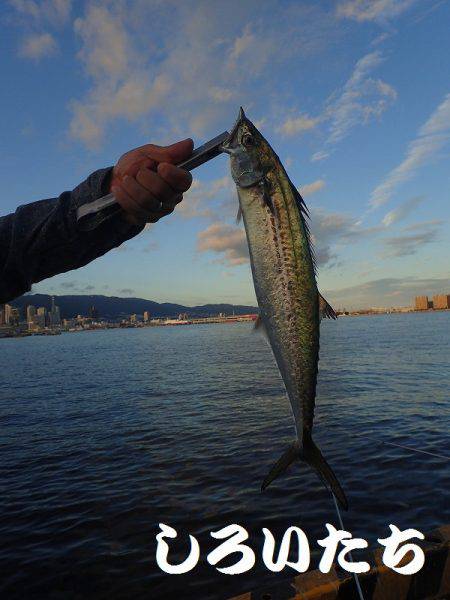 再びタチウオ爆釣!父と行く。