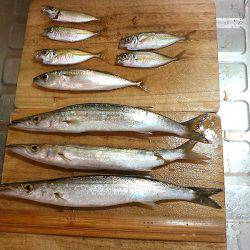 短時間のませ釣行