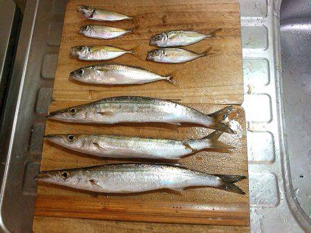 短時間のませ釣行