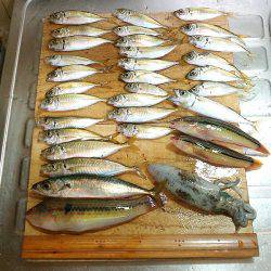 ウキ釣りでアオリイカゲット!