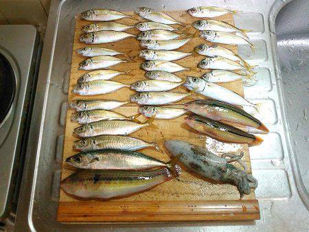 ウキ釣りでアオリイカゲット!