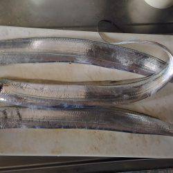 松茂でタチウオ