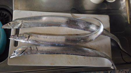 松茂でタチウオ