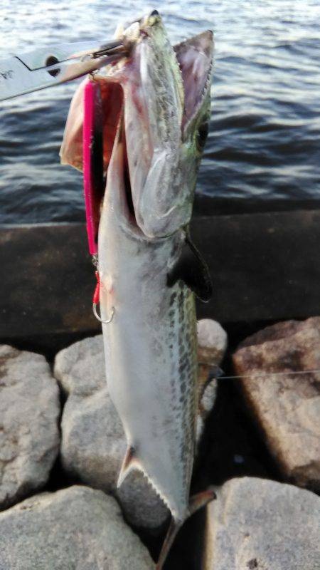 台風後のショアジギング
