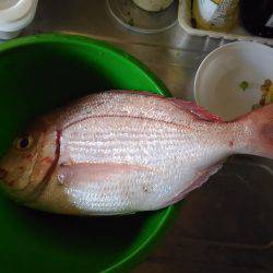 牟岐沖で船釣り