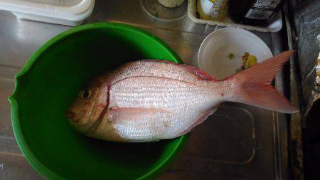 牟岐沖で船釣り