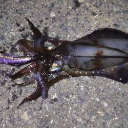 夜中から朝マズメまでエギング