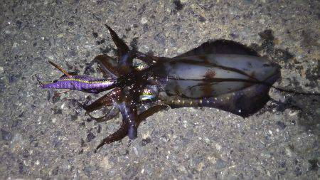 夜中から朝マズメまでエギング