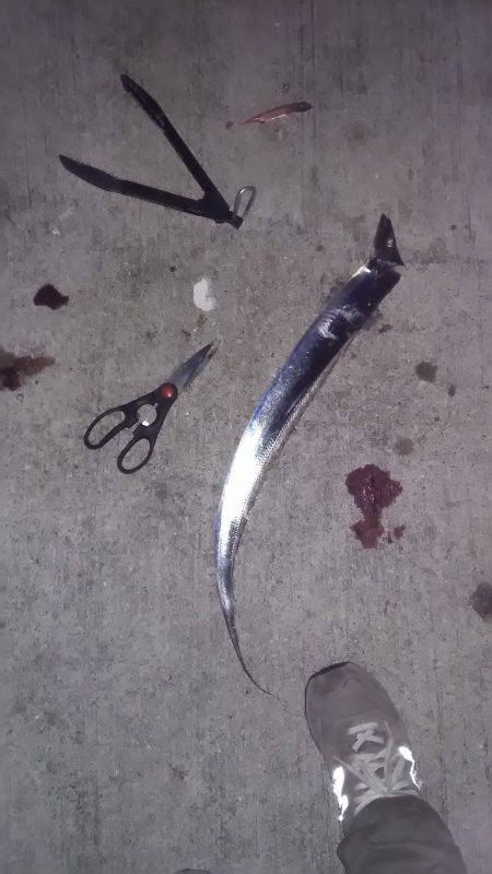 ポーアイ沖堤　タチウオ好調