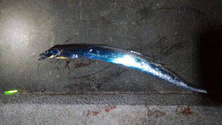 しぶい・・・太刀魚