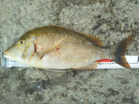 阿南市の椿泊でタチウオと小アジとハマフエフ…