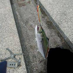 さごしにタチウオ