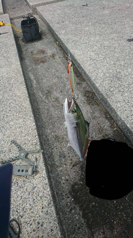 さごしにタチウオ