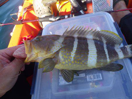 カヤックフィッシング　五目釣り