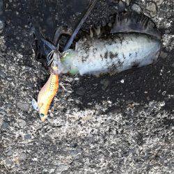 石津浜　アオリイカエギングで好調