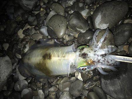 石津浜でも湾内でもアオリイカ好調