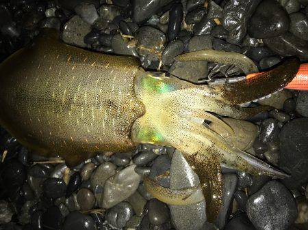 石津浜、夜中にアオリイカ釣行　その後、御前…