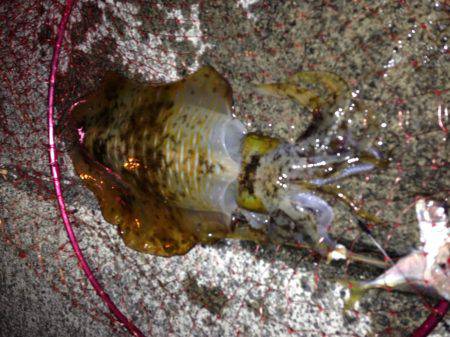 アオリイカ連発！