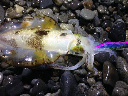 石津浜でアオリイカ好調。湾内ではカマスが入…