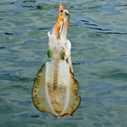 今シーズン初エギング