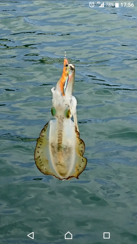 今シーズン初エギング