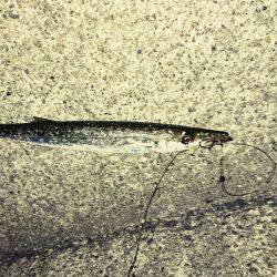 ケンサキイカとカマス