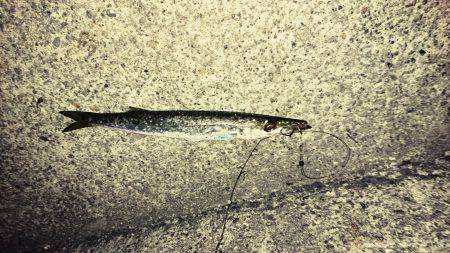 ケンサキイカとカマス