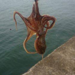 秋のエギング調査