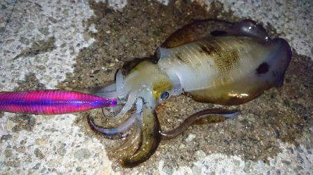 荒れのちエギング