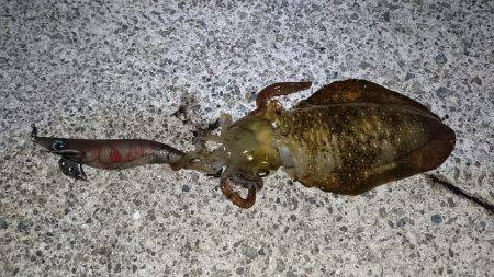 ナイトエギング