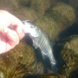 シーバス河北潟デイゲーム