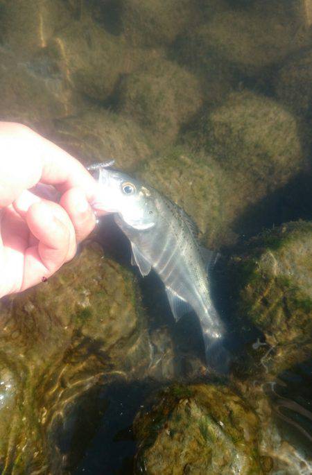 シーバス河北潟デイゲーム