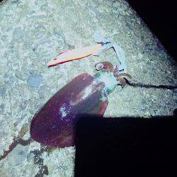 敦賀秋イカも最近渋くなってきました