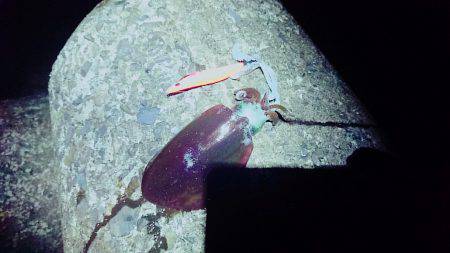 敦賀秋イカも最近渋くなってきました