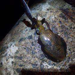 トンカツも釣れたけど まだ小型多し。