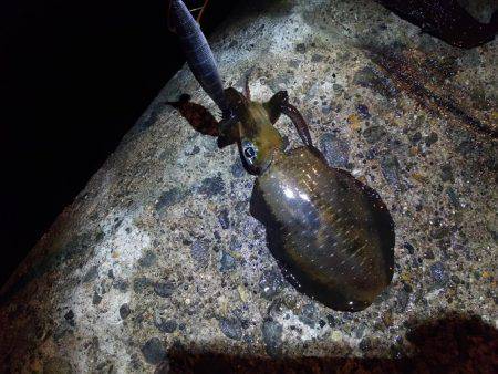 トンカツも釣れたけど まだ小型多し。