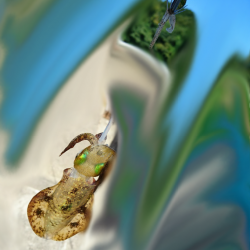 敦賀半島新子調査