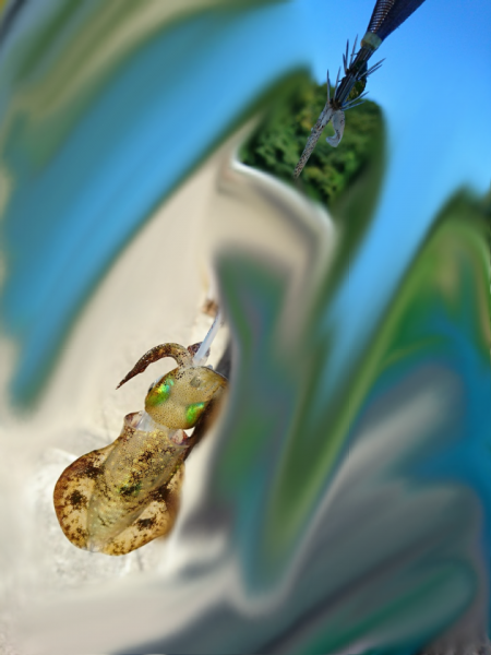 敦賀半島新子調査