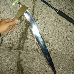 水軒テトラでタチウオ