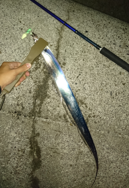 水軒テトラでタチウオ