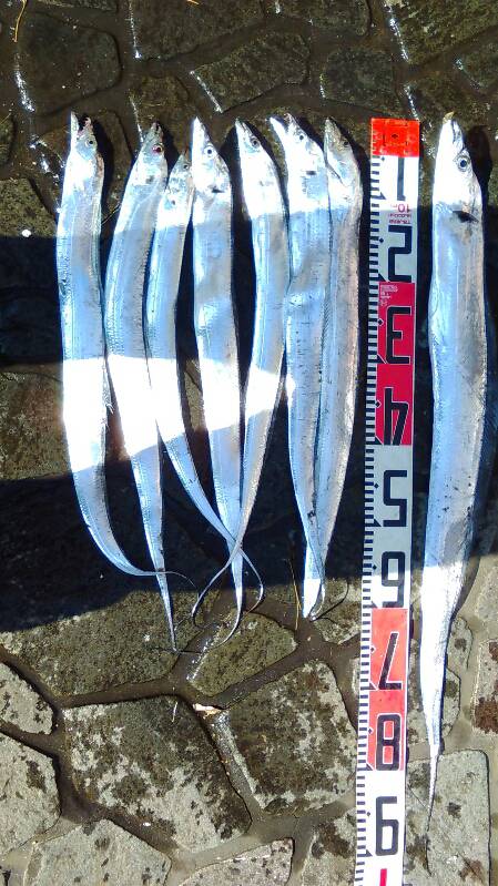 太刀魚の時合短時間