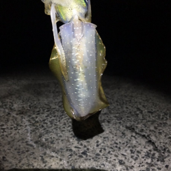 小さいながらも数釣れて楽しめたかな。