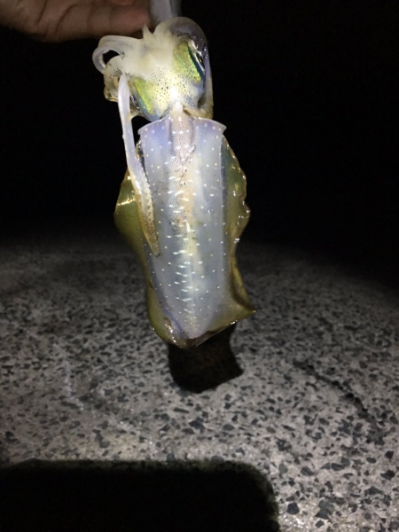 小さいながらも数釣れて楽しめたかな。