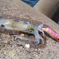 越前海岸でエギング