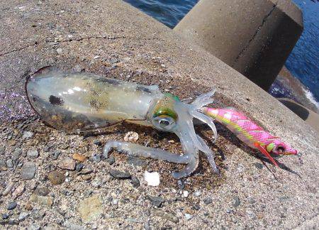 越前海岸でエギング