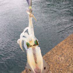 今秋初エントリー