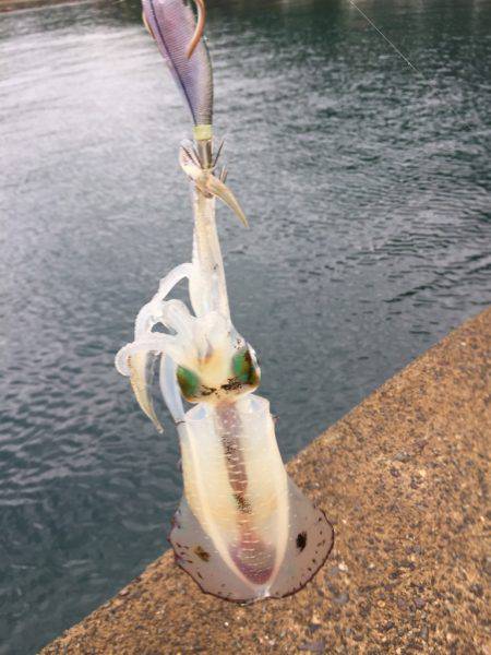 今秋初エントリー