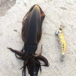 サイズはこれから