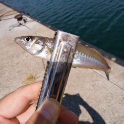 チョイ投げのキス狙い