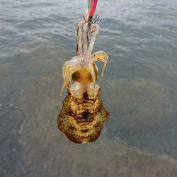 サイズダウンしてます